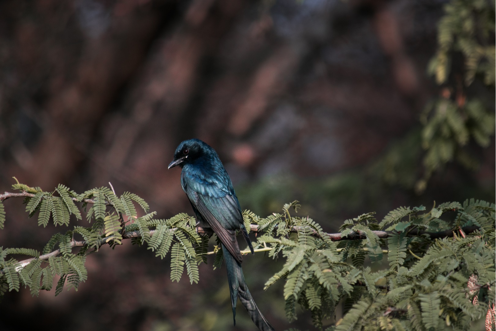 Black Drongo Ranthambore National Park