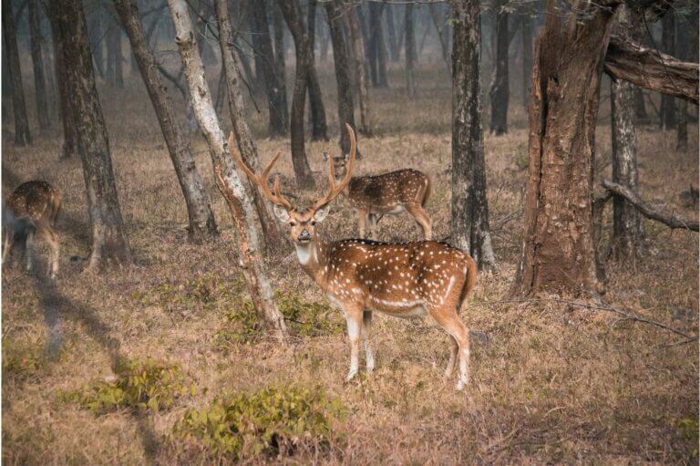 Spotted Deer Ranthambore