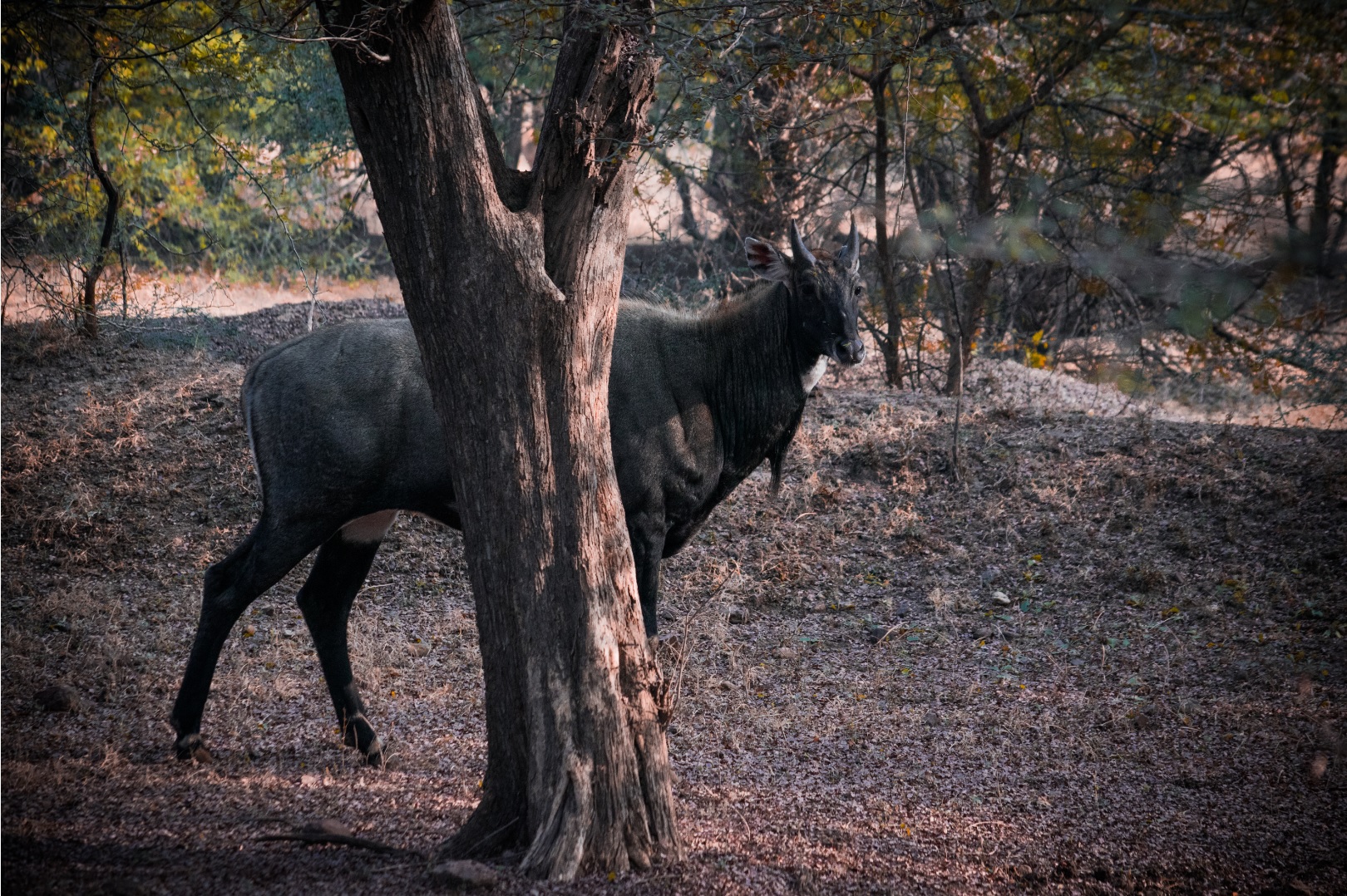 Nilgai Ranthambore National Park