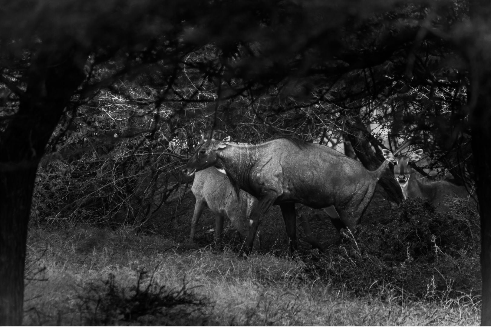 Nilgai Ranthambore National Park