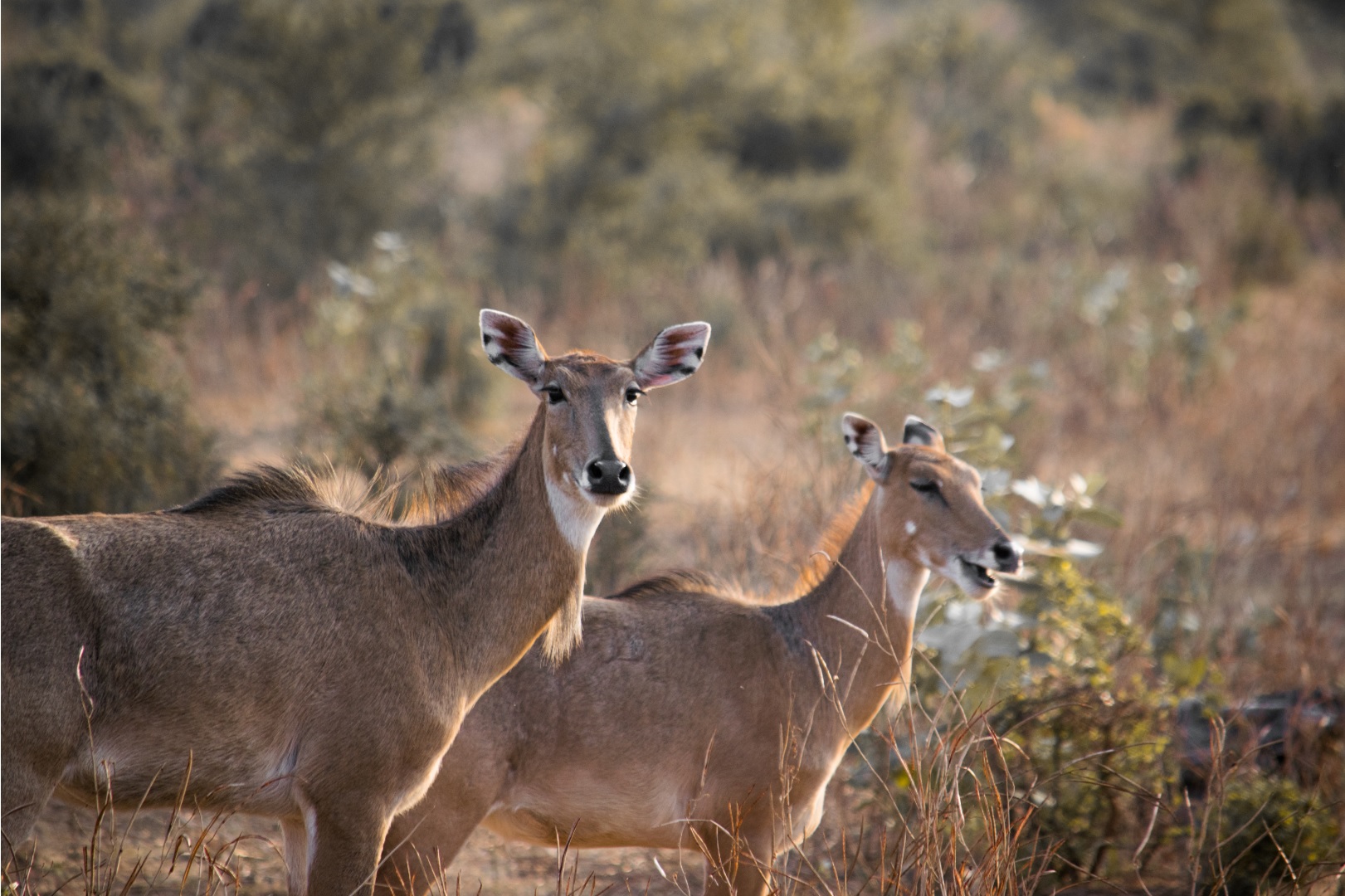 Nilgai Ranthambore National Park