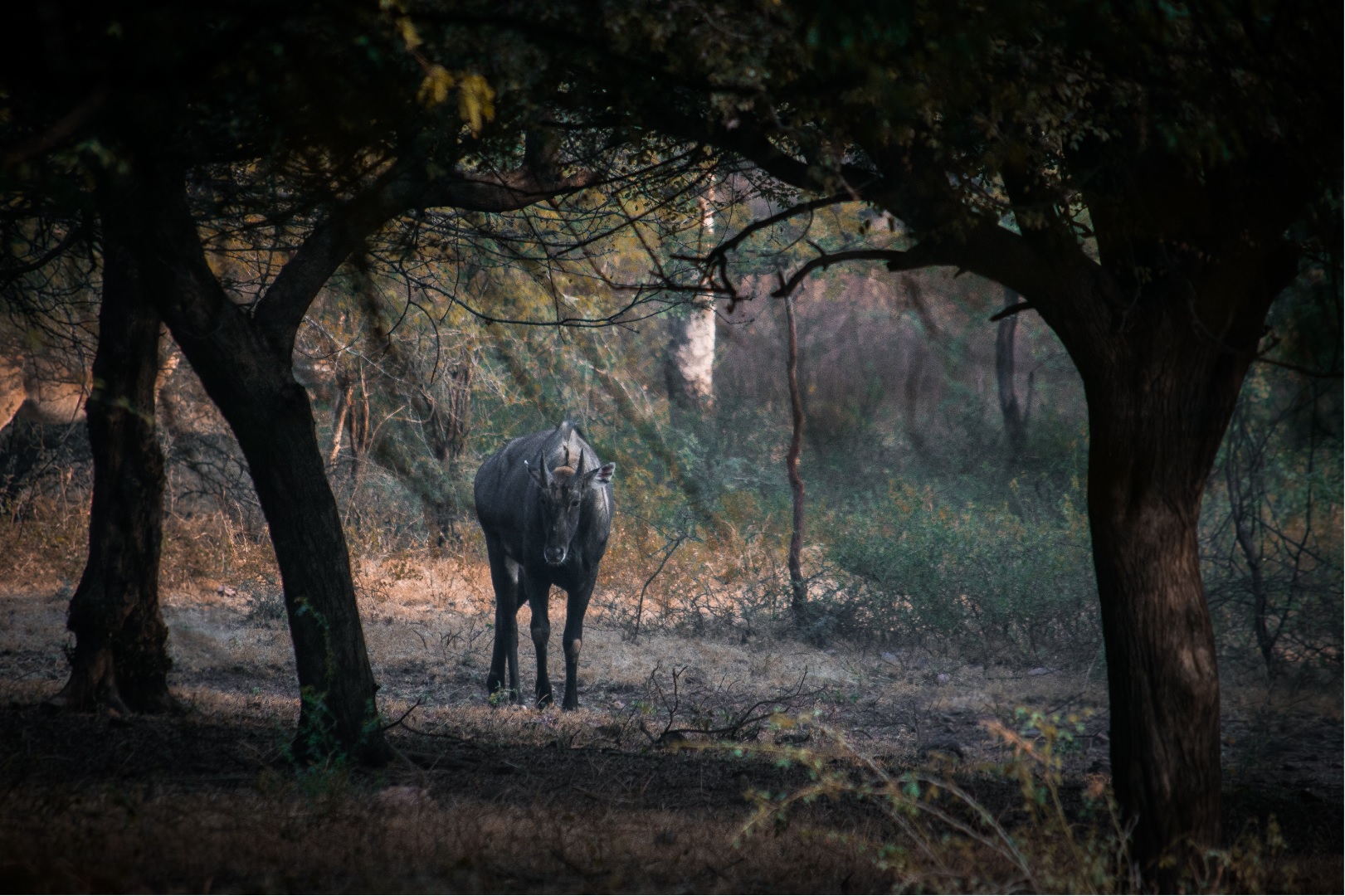 Nilgai Ranthambore National Park