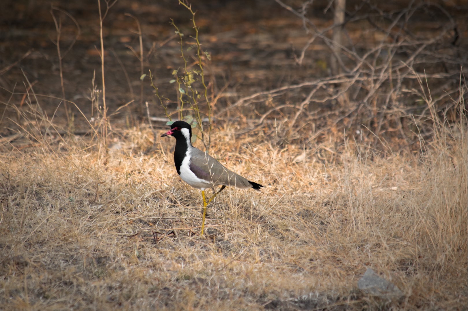 Red-wattled lapwing Ranthambore National Park