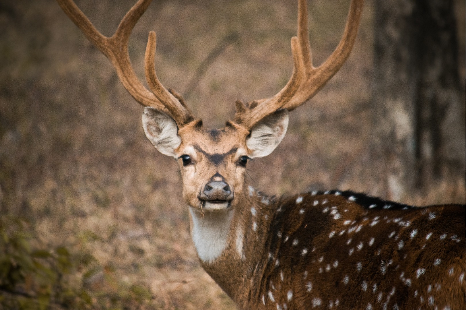 Spotted deer Ranthambore National Park