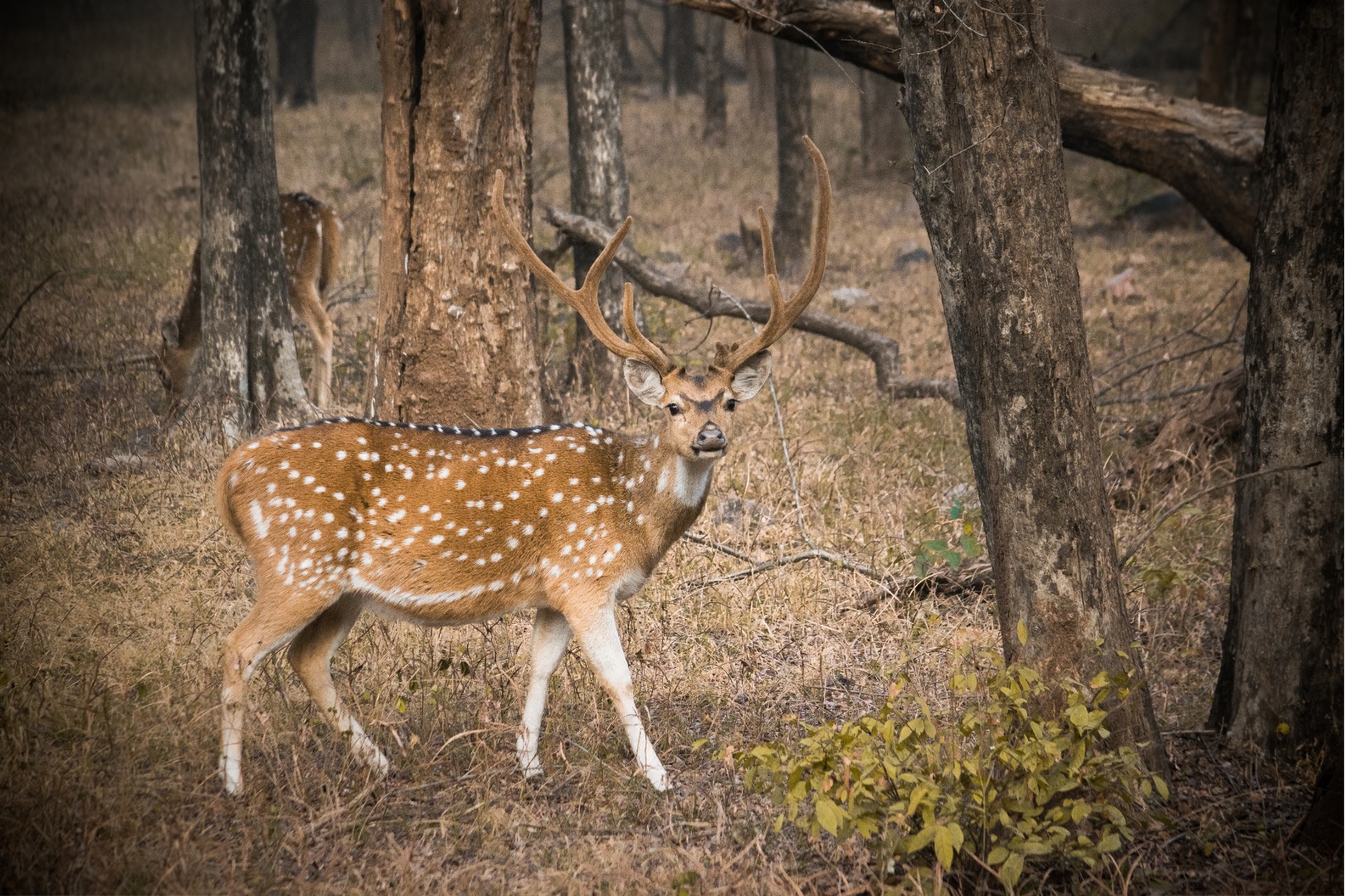 Spotted deer Ranthambore National Park