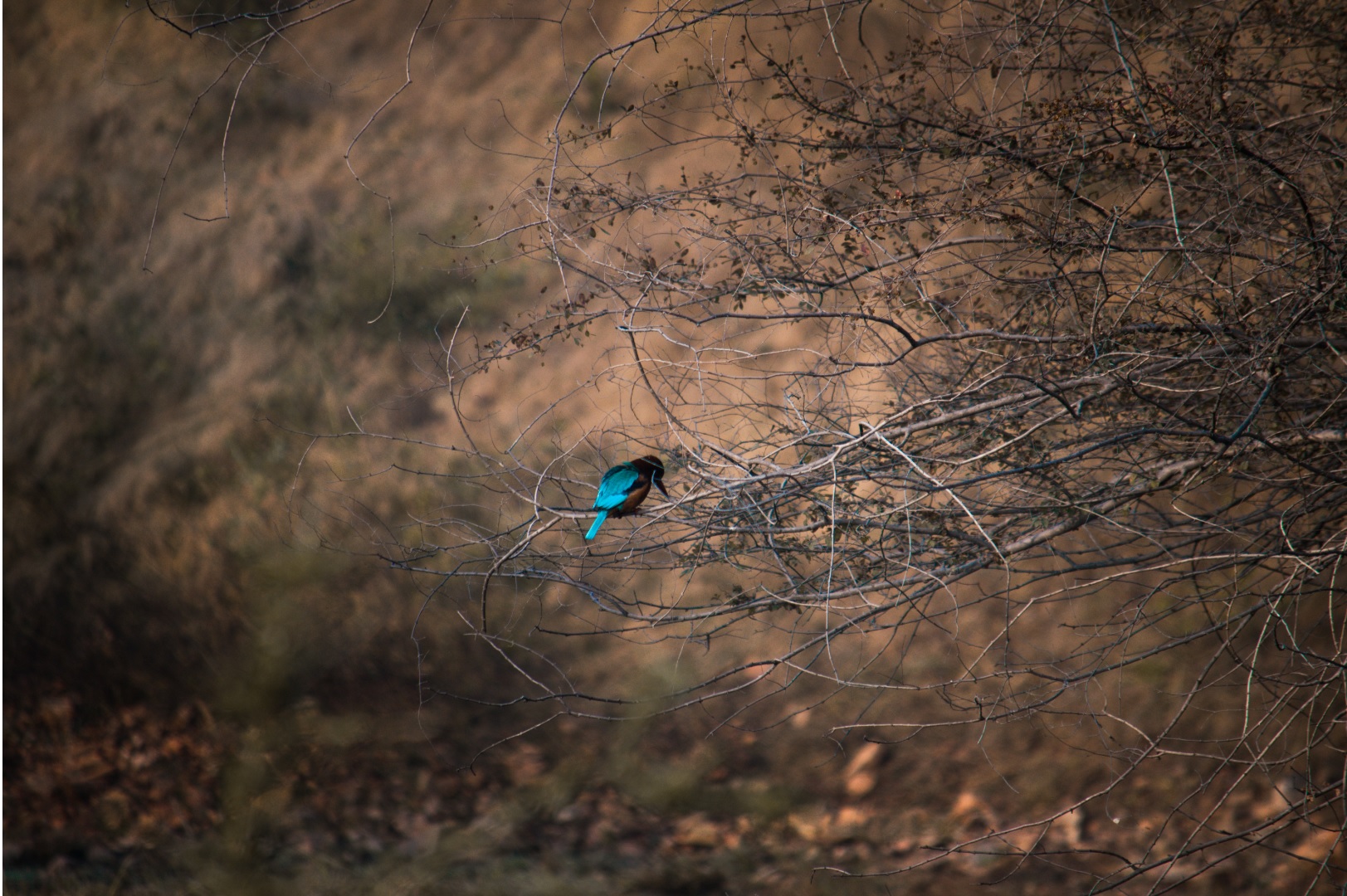 Kingfisher Ranthambore National Park