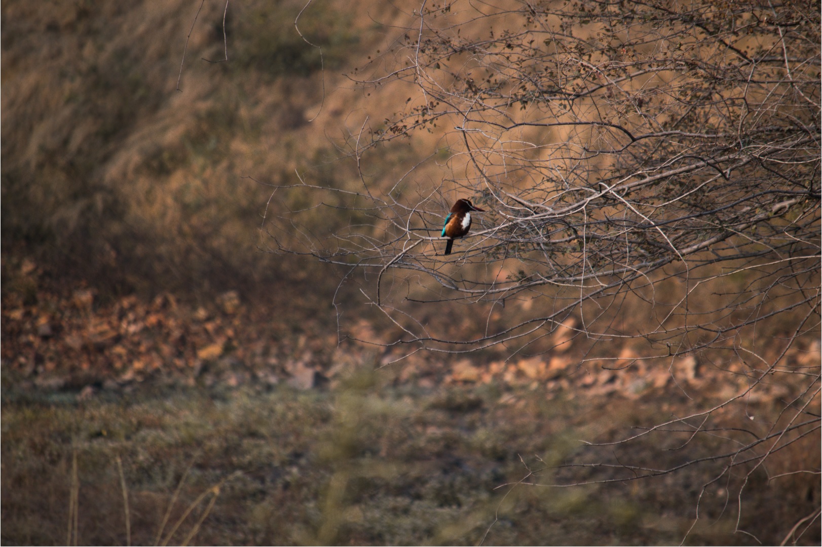 Kingfisher Ranthambore National Park