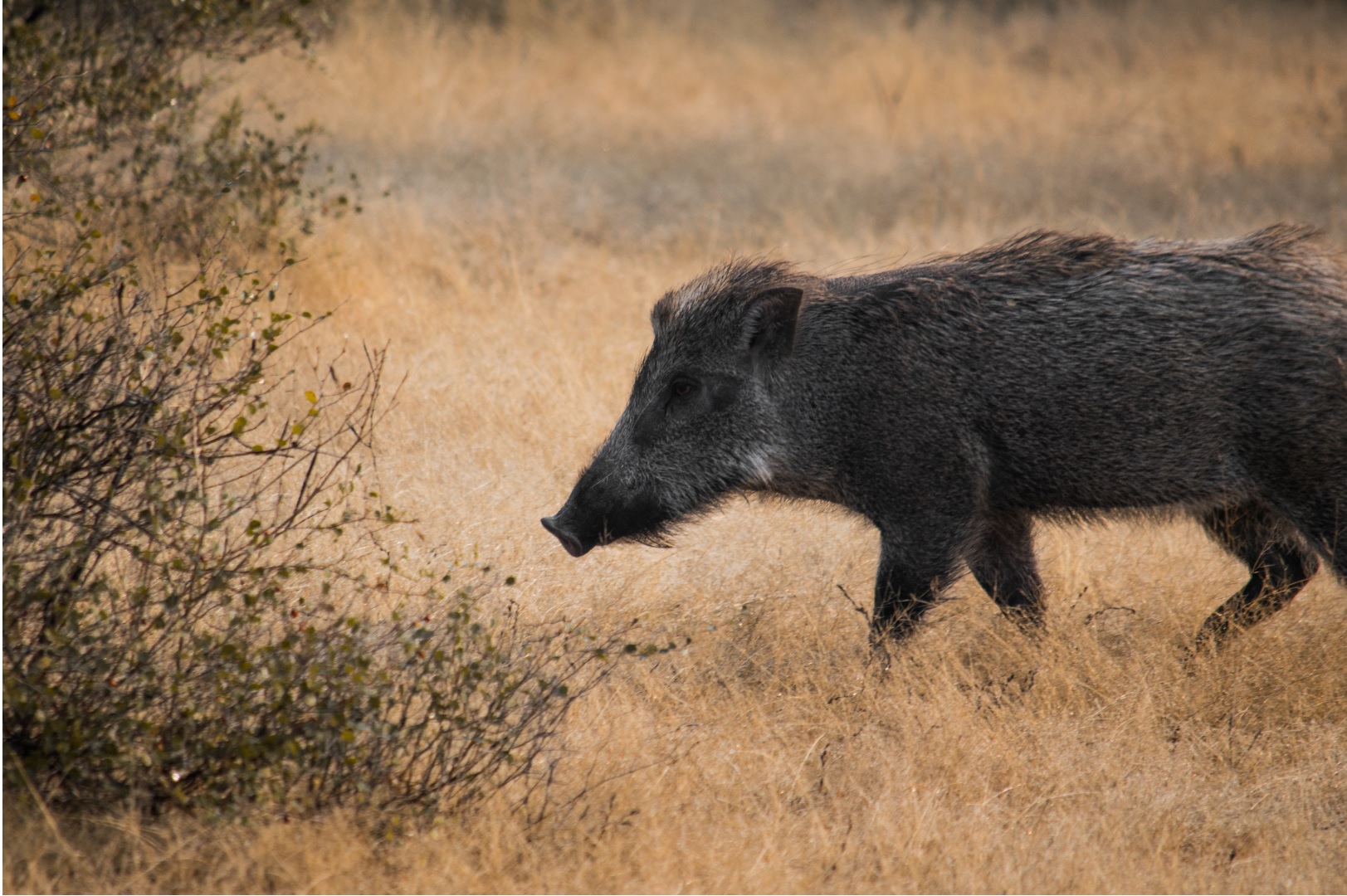 Wild boar Ranthambore National Park
