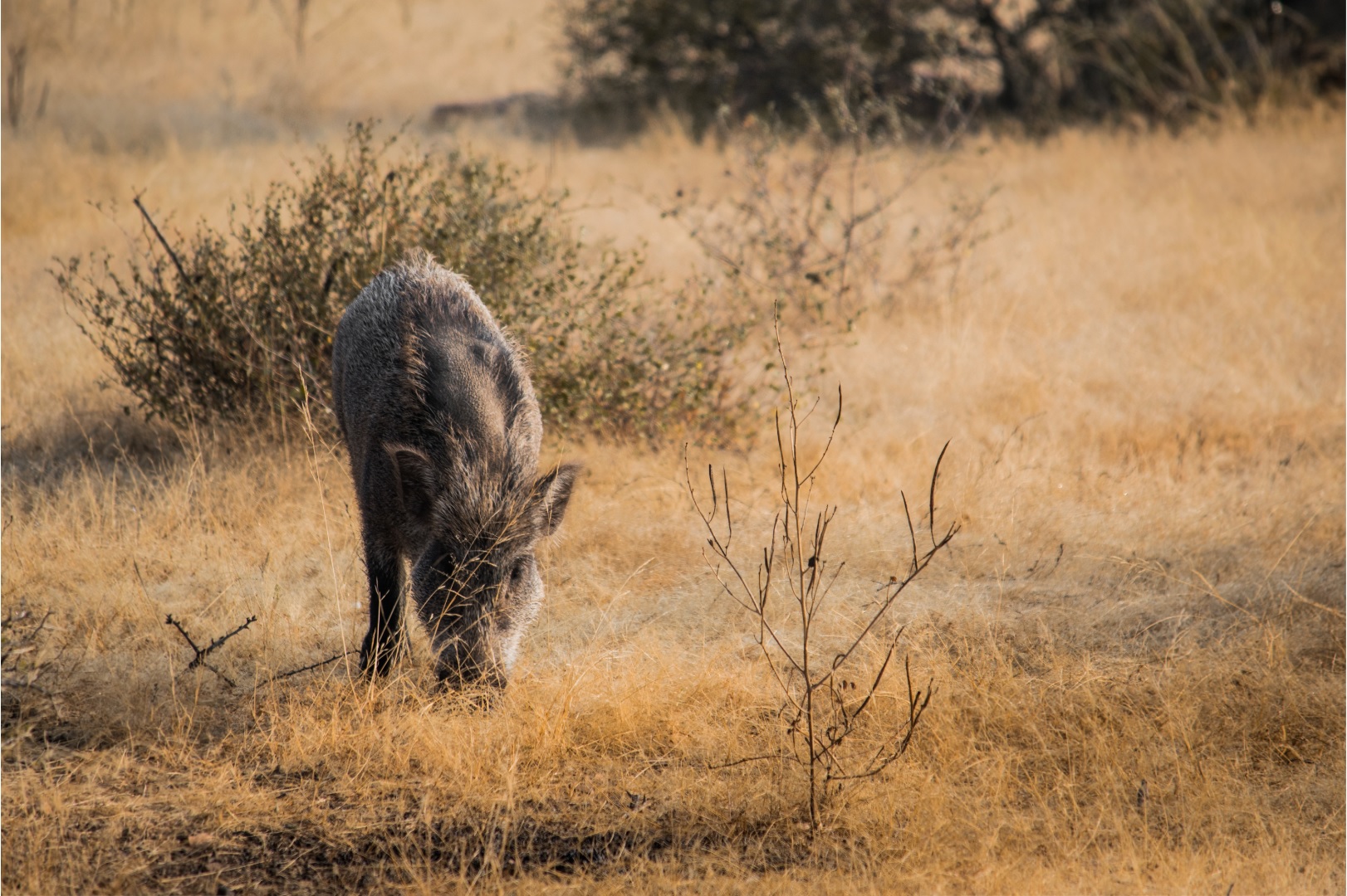 Wild Boar Ranthambore National Park