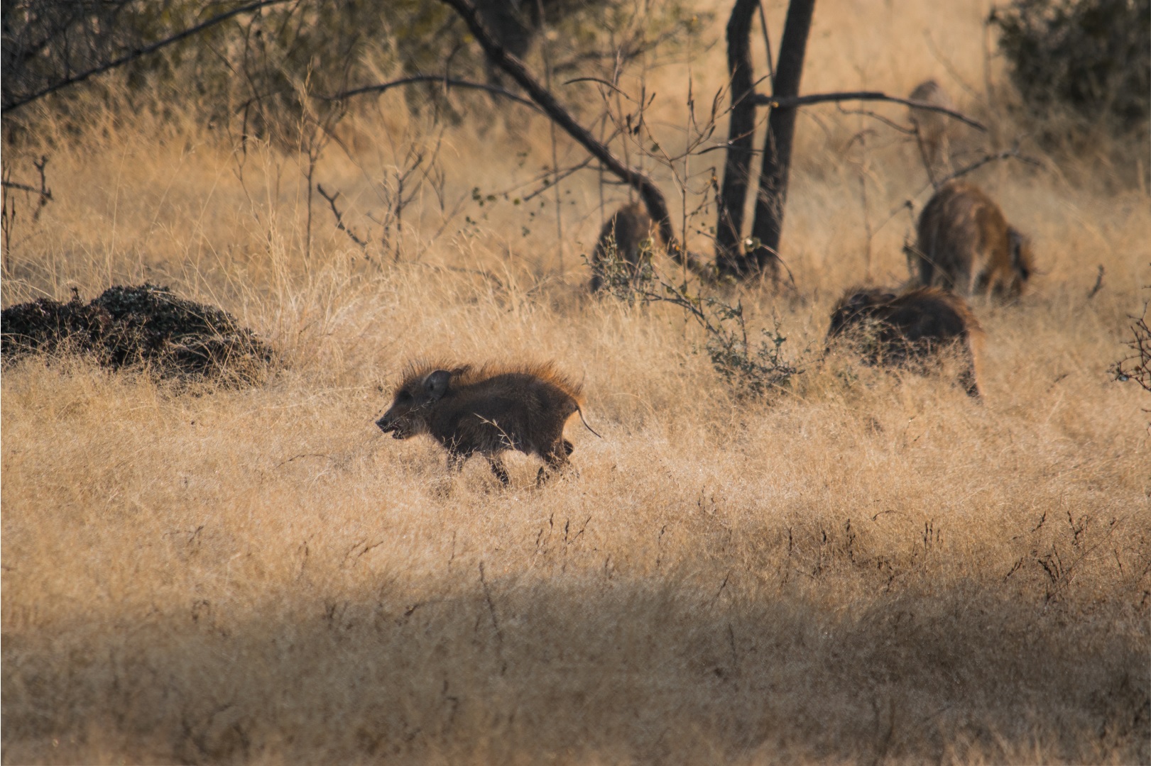 Wild boar Ranthambore National Park